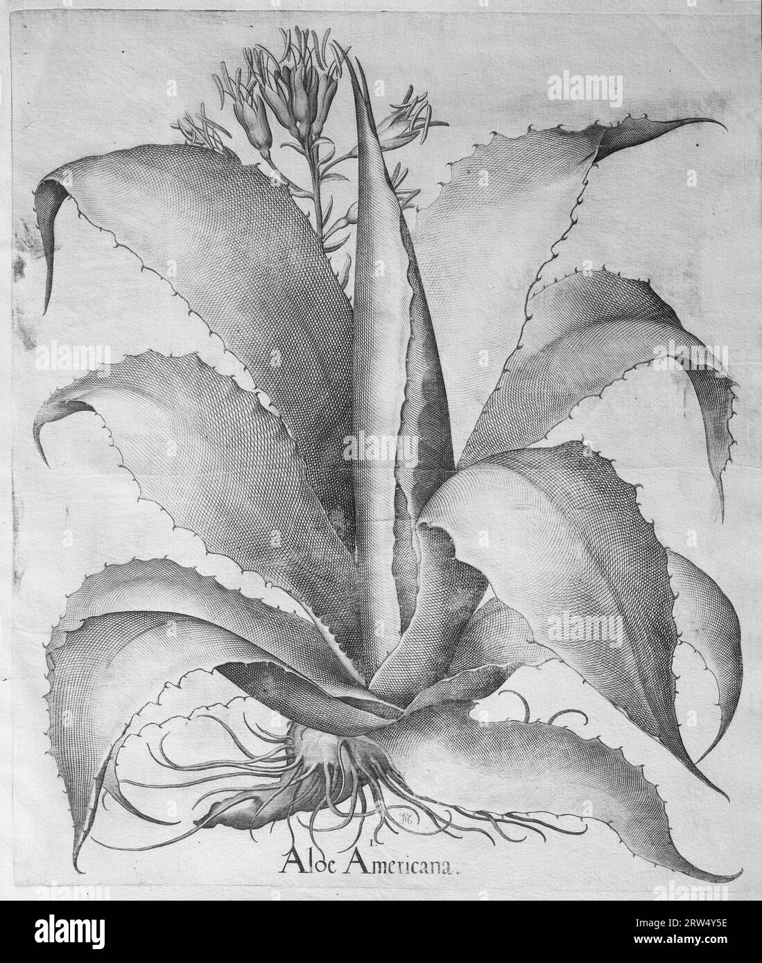 Agave (Agave americana variegata), copper engraving by Basilius Besler