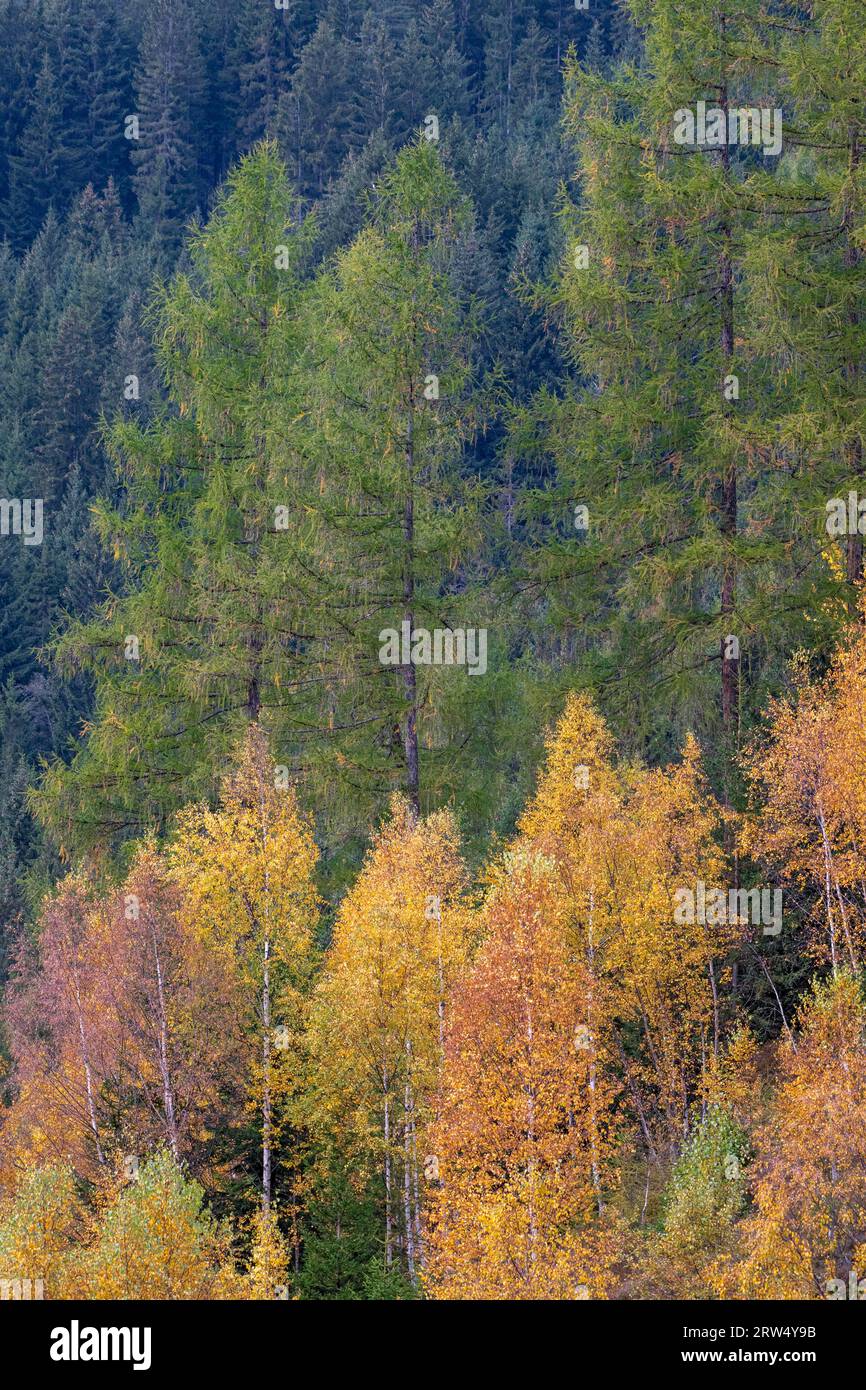 Colourful autumn forest with spruces, larches and birches, Karwendel Mountains, Tyrol, Austria Stock Photo