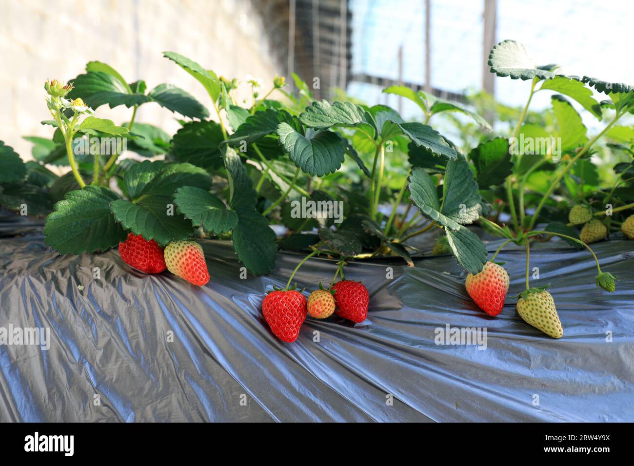 Strawberries in greenhouses on a farm, China Stock Photo - Alamy