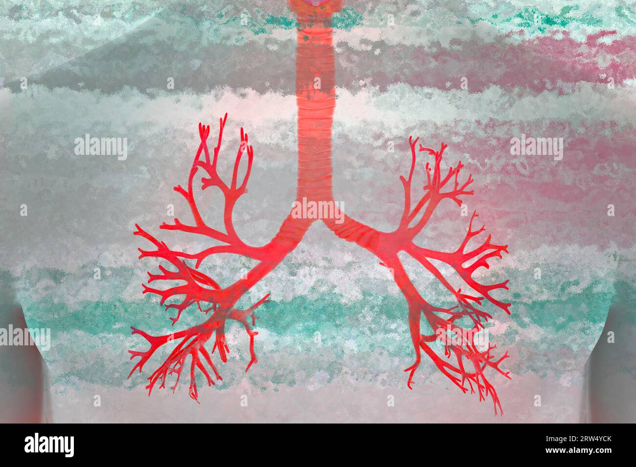 The lung is a paired organ that serves respiration. It takes in oxygen