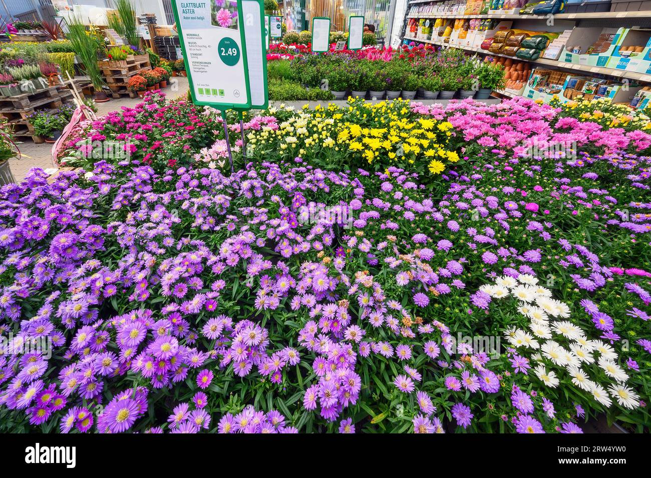New Belgian (Symphyotrichum novi-belgii) asters or smooth-leaved asters, in a garden centre, Allgaeu, Bavaria, Germany Stock Photo