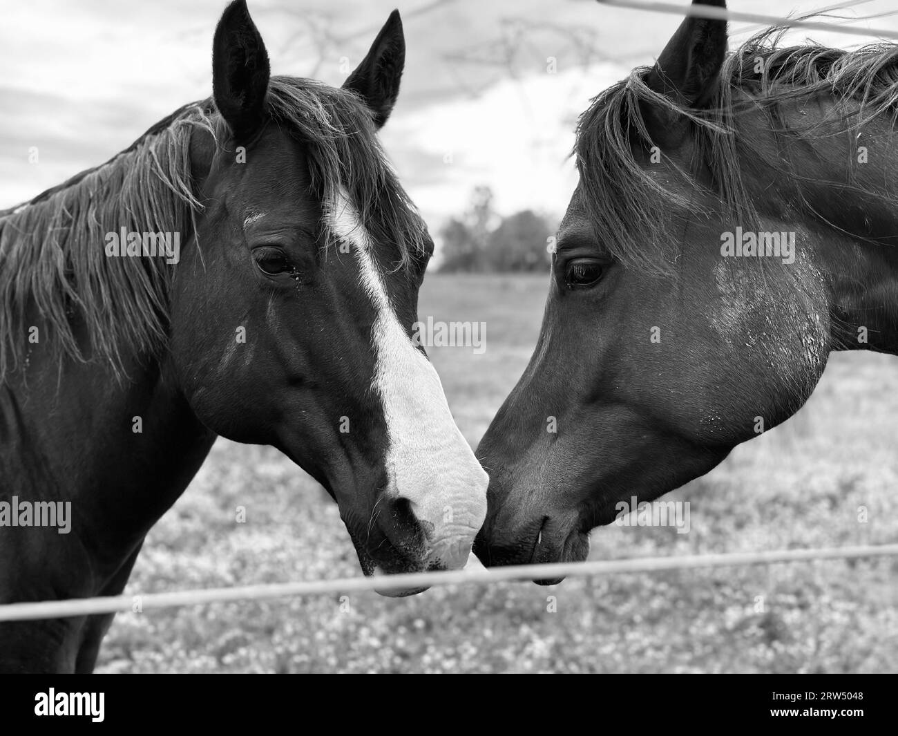 Two majestic horses standing side-by-side in a lush green field, framed ...