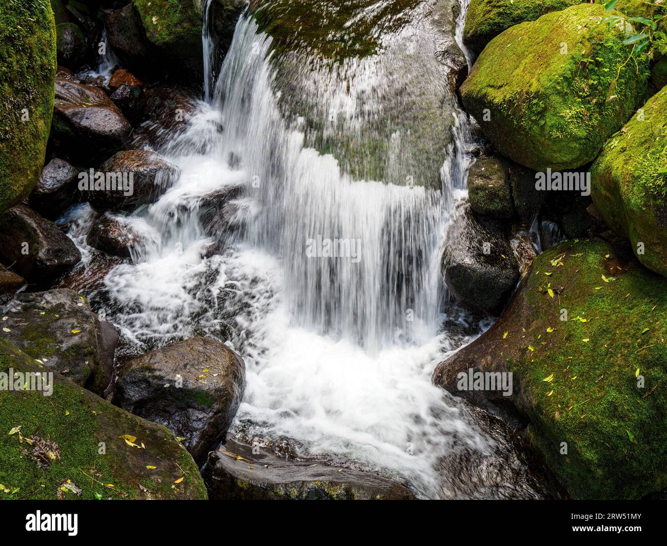 Kaimai Rivers Forest mountain river flowing over boulders and rocks. Wairere falls ...