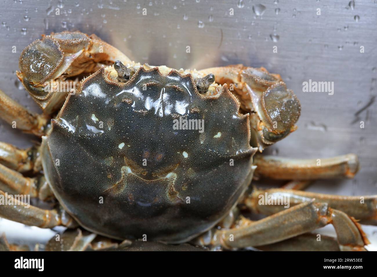 A close-up of fresh river crabs Stock Photo