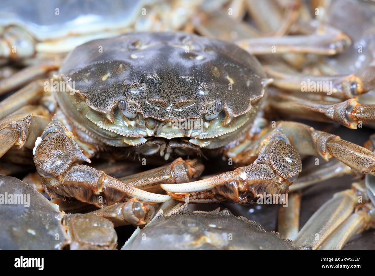 A close-up of fresh river crabs Stock Photo