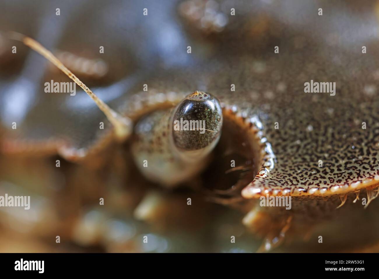 Compound eyes of river crab, macro photos Stock Photo Alamy