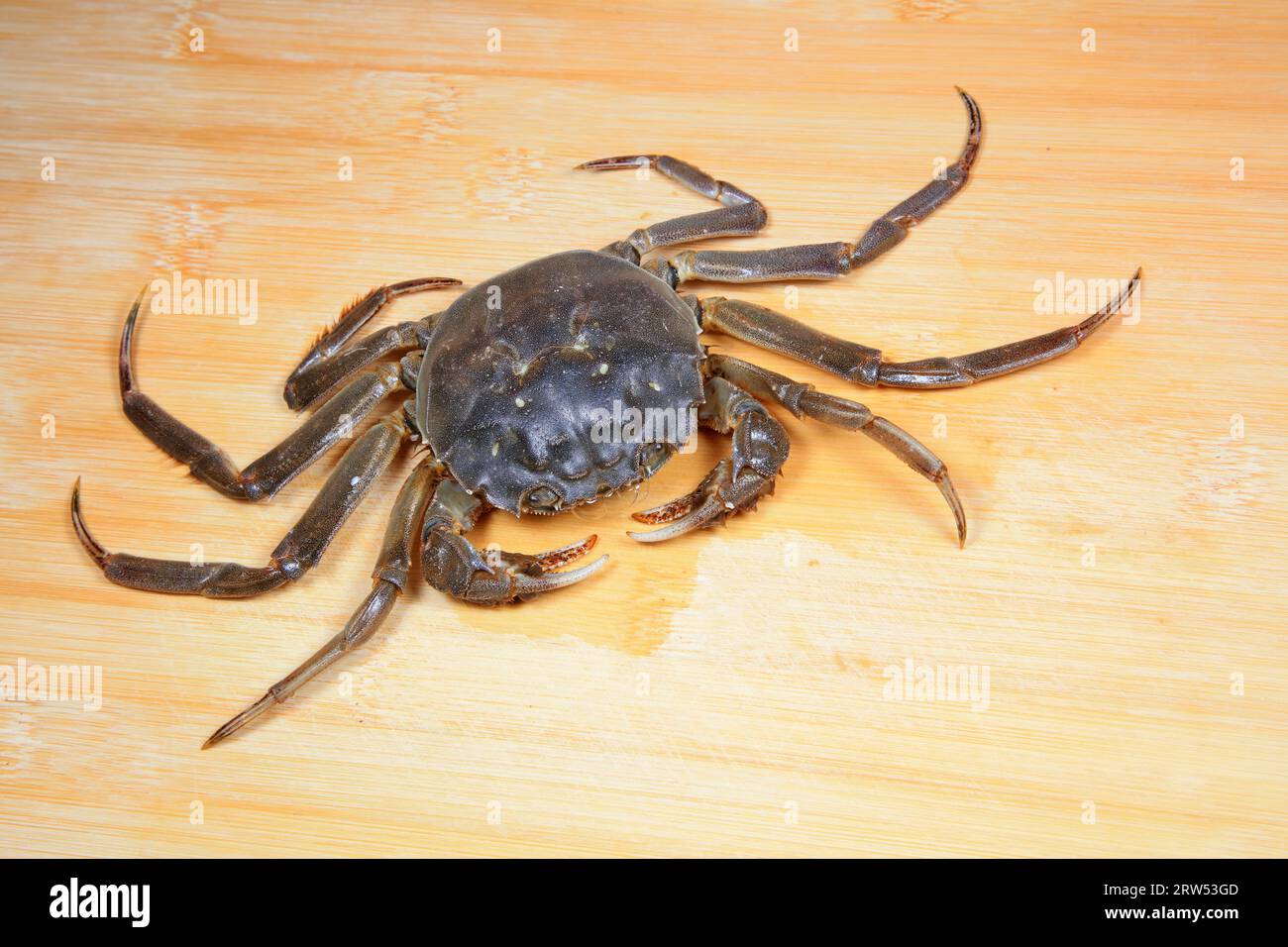 Fresh river crabs on the cutting board Stock Photo