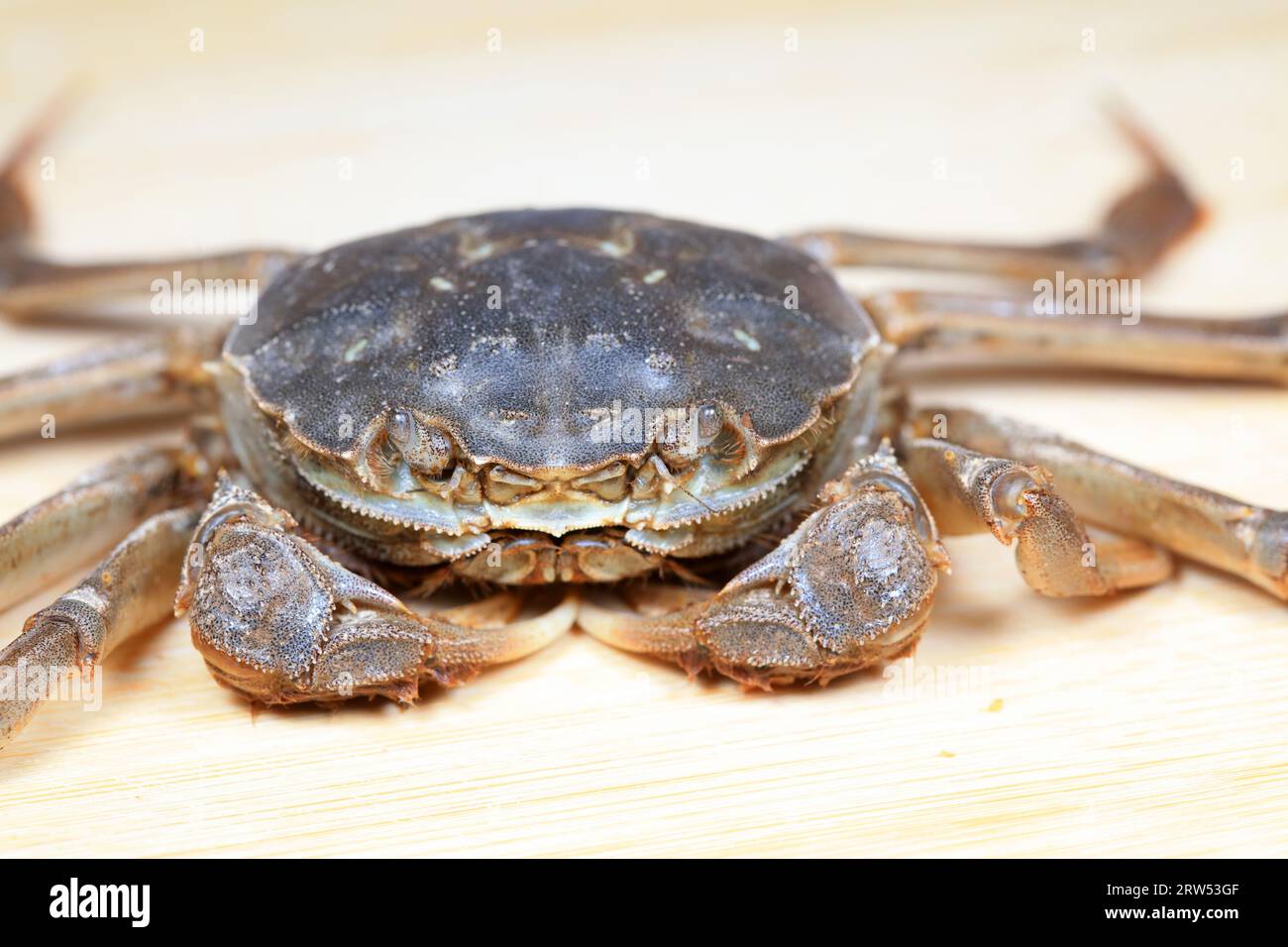 Fresh river crabs on the cutting board Stock Photo