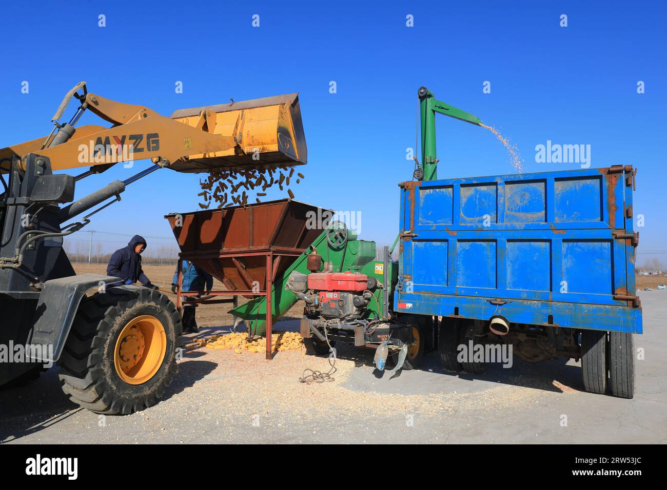 Agricultural machinery is loading corn on the farm Stock Photo Alamy