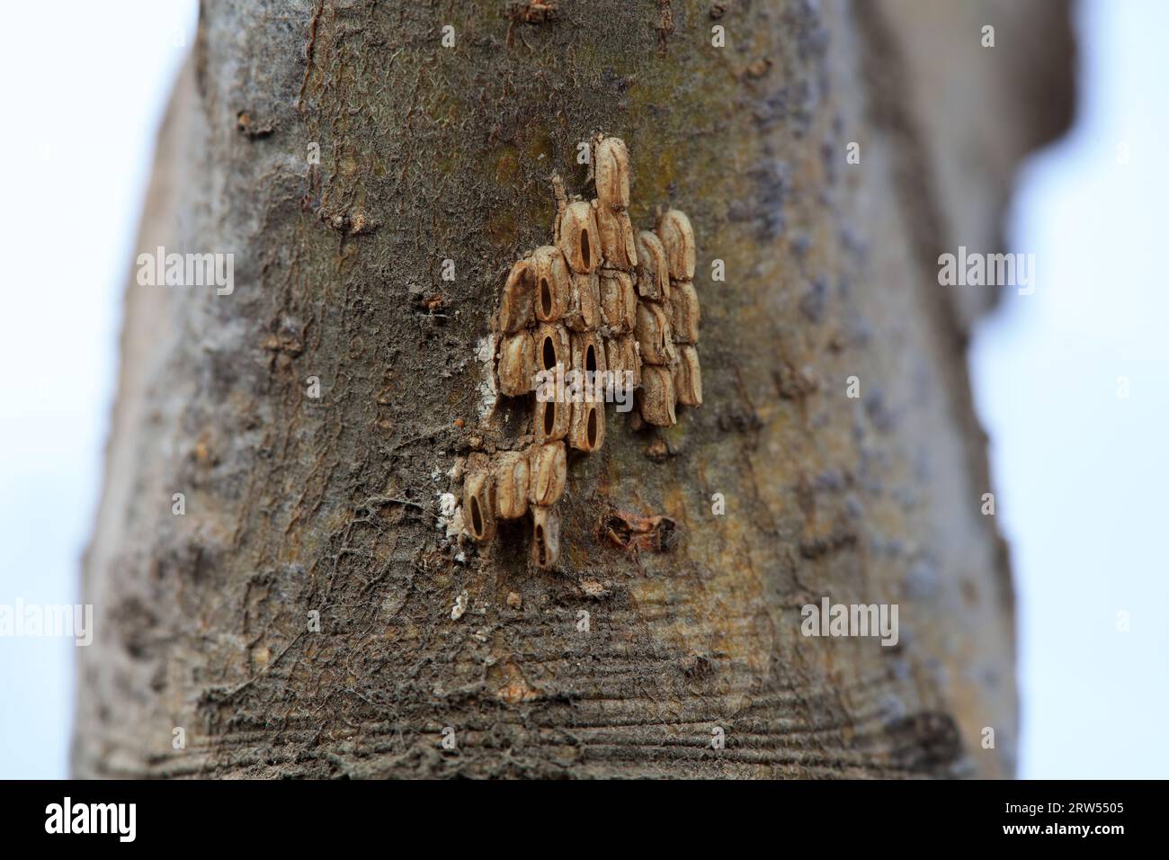 The egg shell of Empoasca maculata is on the bark, North China Stock Photo