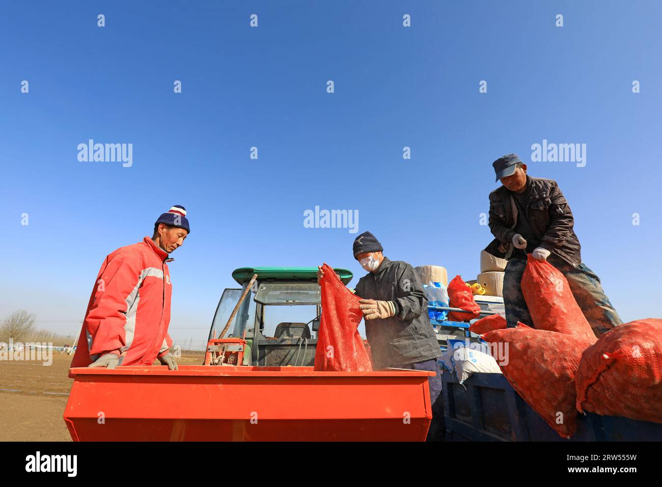 LUANNAN COUNTY, Hebei Province, China - March 16, 2021: Farmers are adding potato chips to the planter Stock Photo