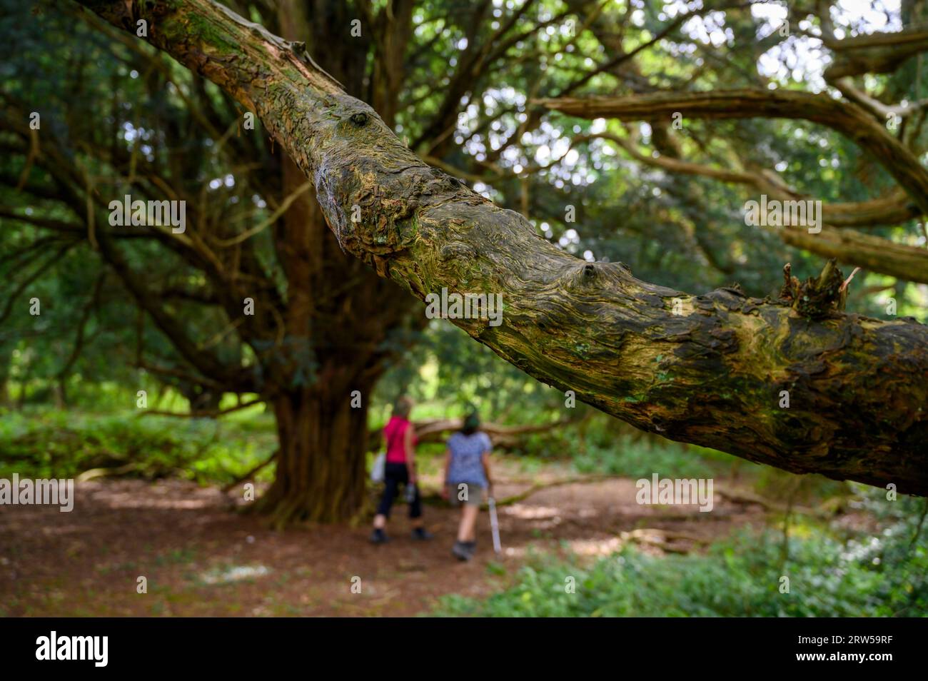 Yew tree in the ancient Kingley Vale yew forest with trees estimated up to or around 1000 years old. West Sussex, England. Stock Photo