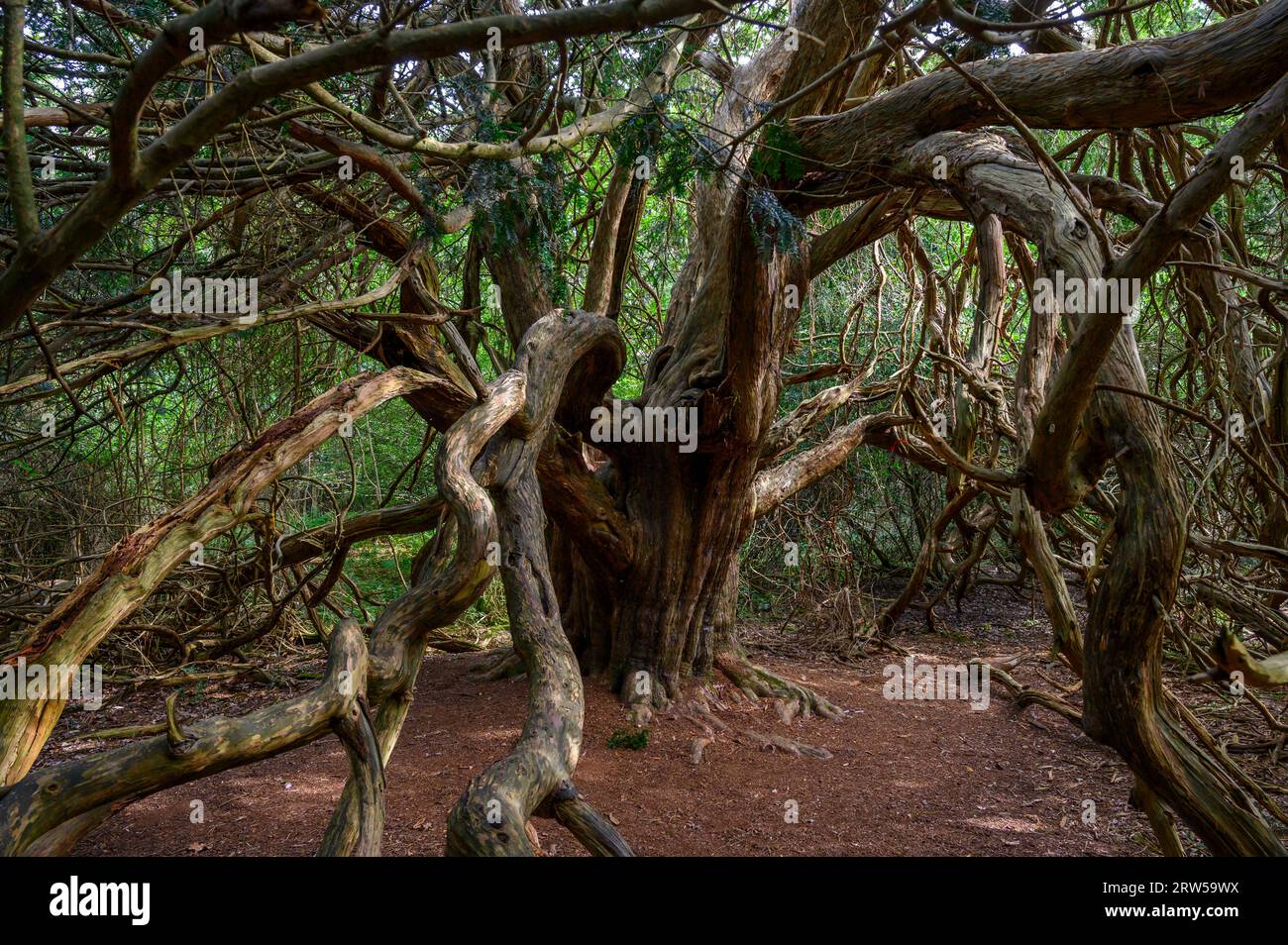 Yew tree in the ancient Kingley Vale yew forest with trees estimated up to or around 1000 years