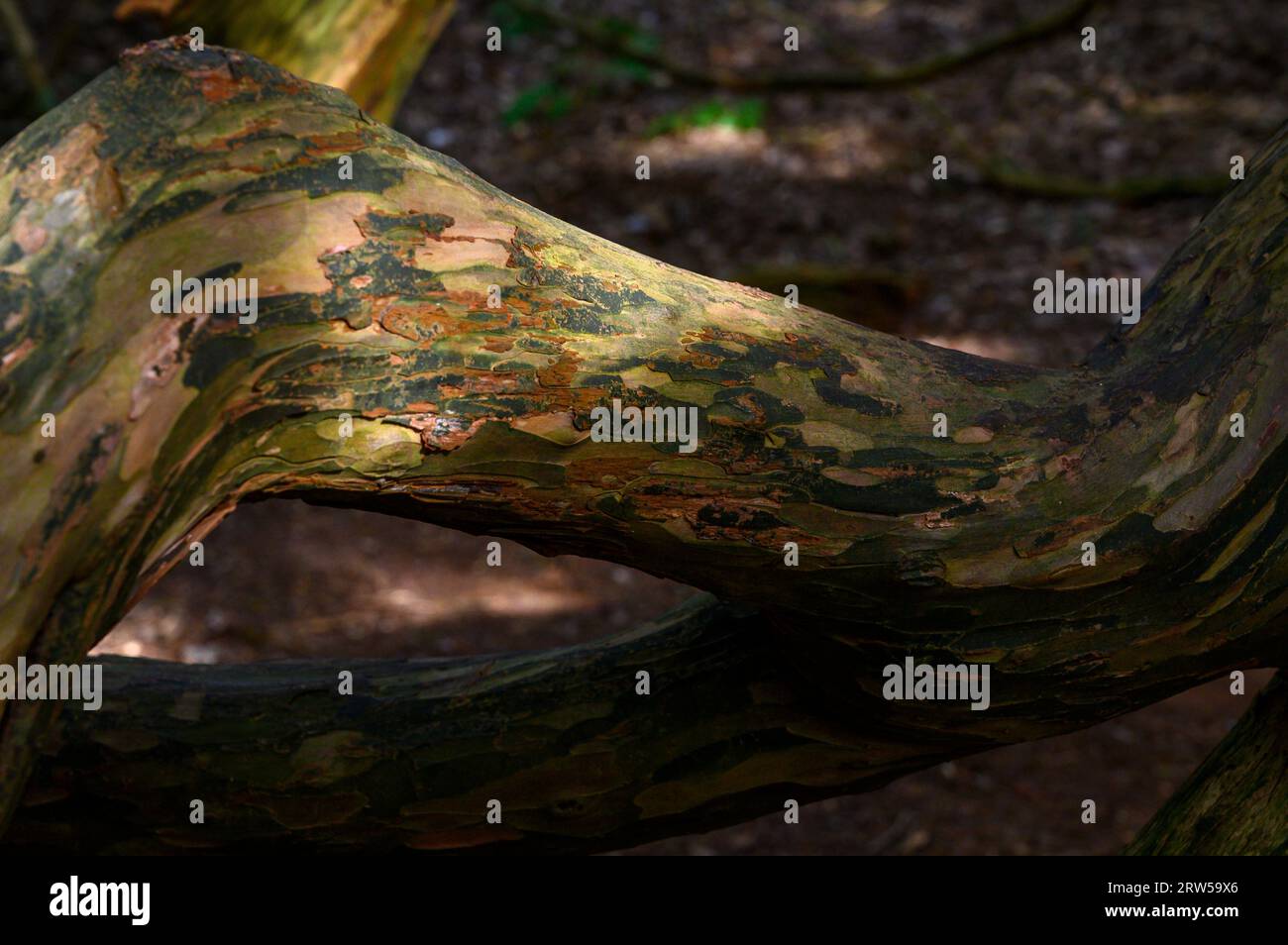 Closeup details of a yew tree bough with flaking bark in dappled sunlight in Kingley Vale ancient yew forest, West Sussex, England. Stock Photo