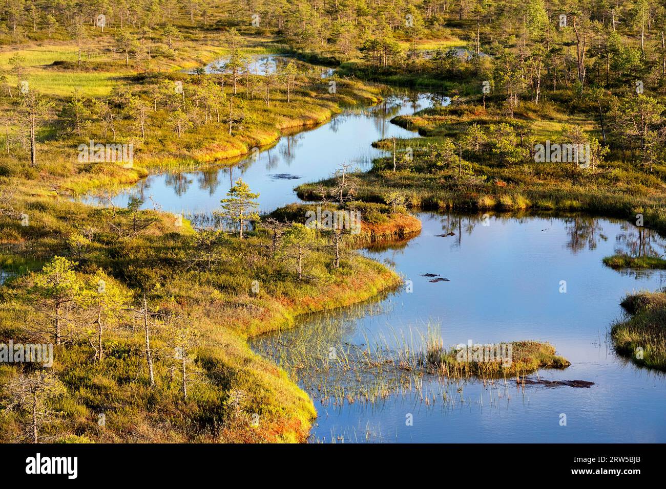 Spectacular Mannikjarve bog in Endla Nature Reserve surrounded with pools and islets with pine trees on a sunny summer day, Estonia Stock Photo