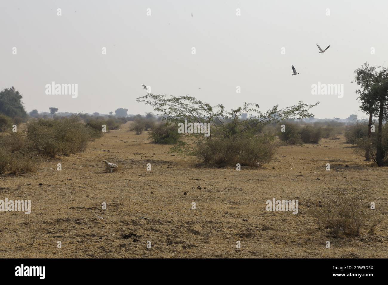 Mesquite tree (Neltuma juliflora) with Vulture flying in the national park of Bikaner in Rajasthan Stock Photo