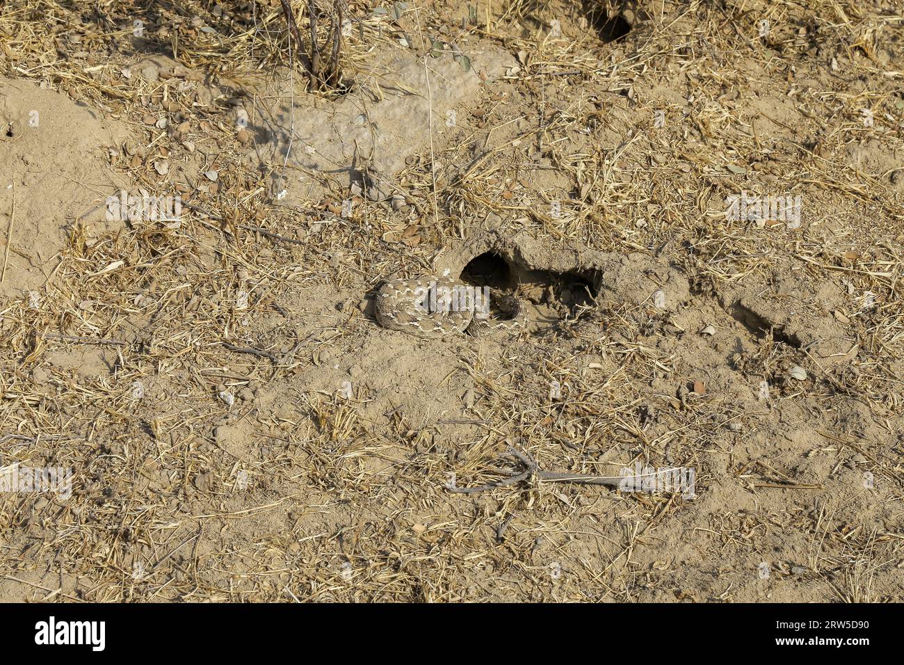 Close-up of a Sochurek's Saw-scaled Viper  (Echis carinatus) in a arid landscape Stock Photo
