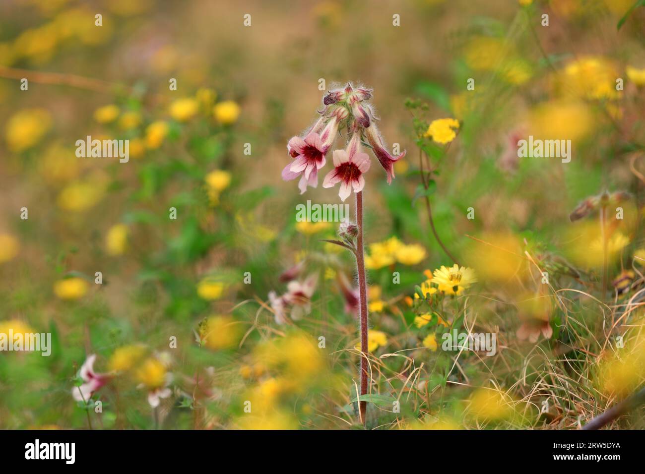 The blooming flowers of Rehmannia glutinosa in a park, Beijing Stock Photo