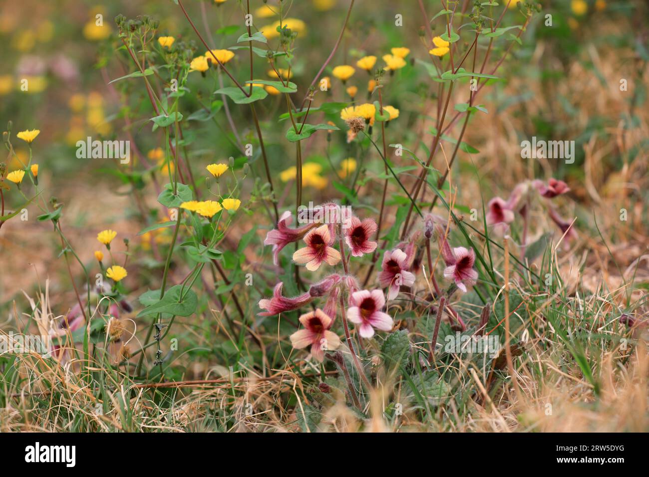 The blooming flowers of Rehmannia glutinosa in a park, Beijing Stock Photo