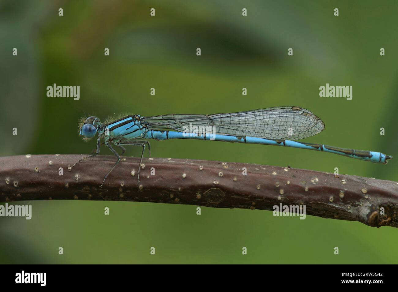 Natural closeup on a goblet-marked damselfly, Erythromma lindenii sitting on a twig Stock Photo