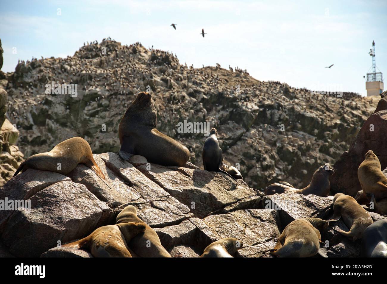 Sea lions resting on the rocks of Ballestas island in Peru Stock Photo