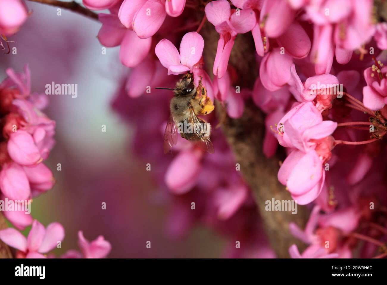 Bees gather honey on peony flowers, North China Stock Photo Alamy