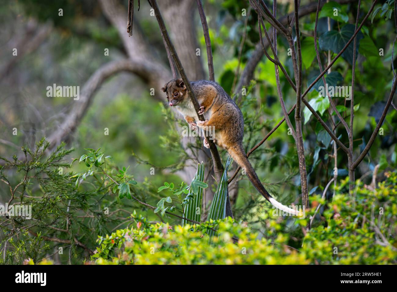 Close up of an australian Ringtail Possum sitting on a thin branch of a