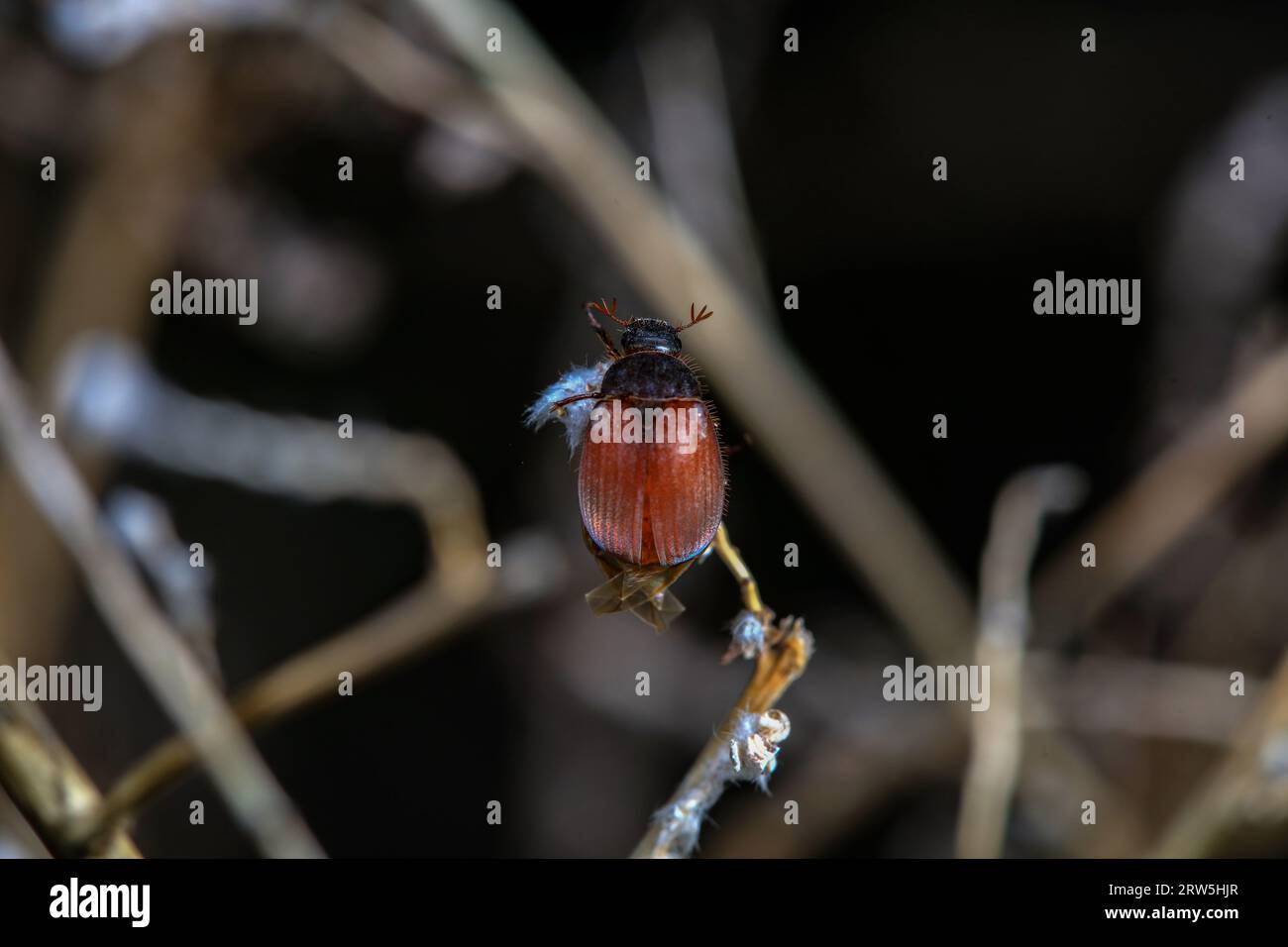 Coleoptera Chrysomelidae insects, North China Stock Photo - Alamy