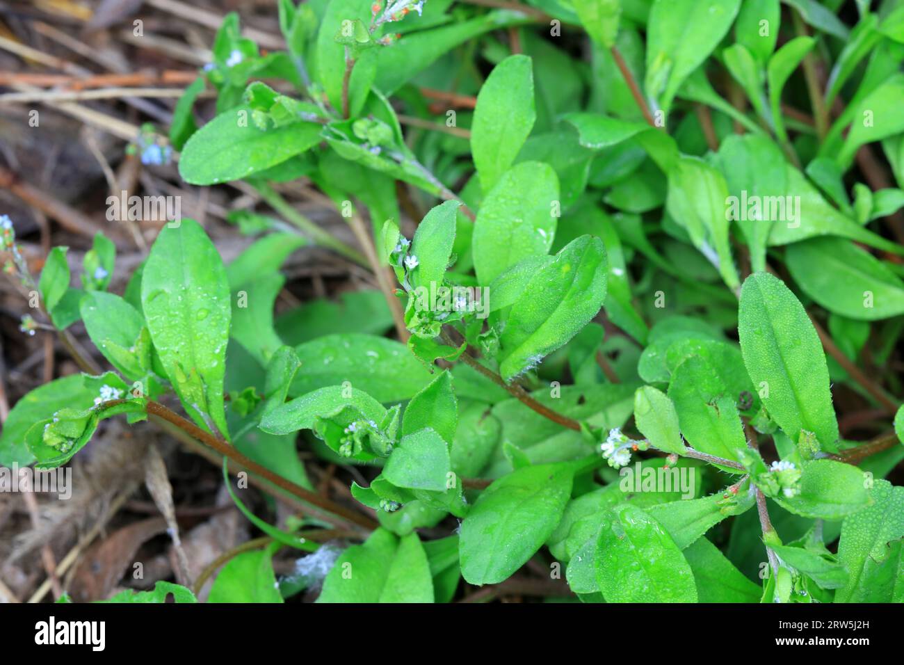 Rehmannia, a plant of the family Arnebia, North China Stock Photo
