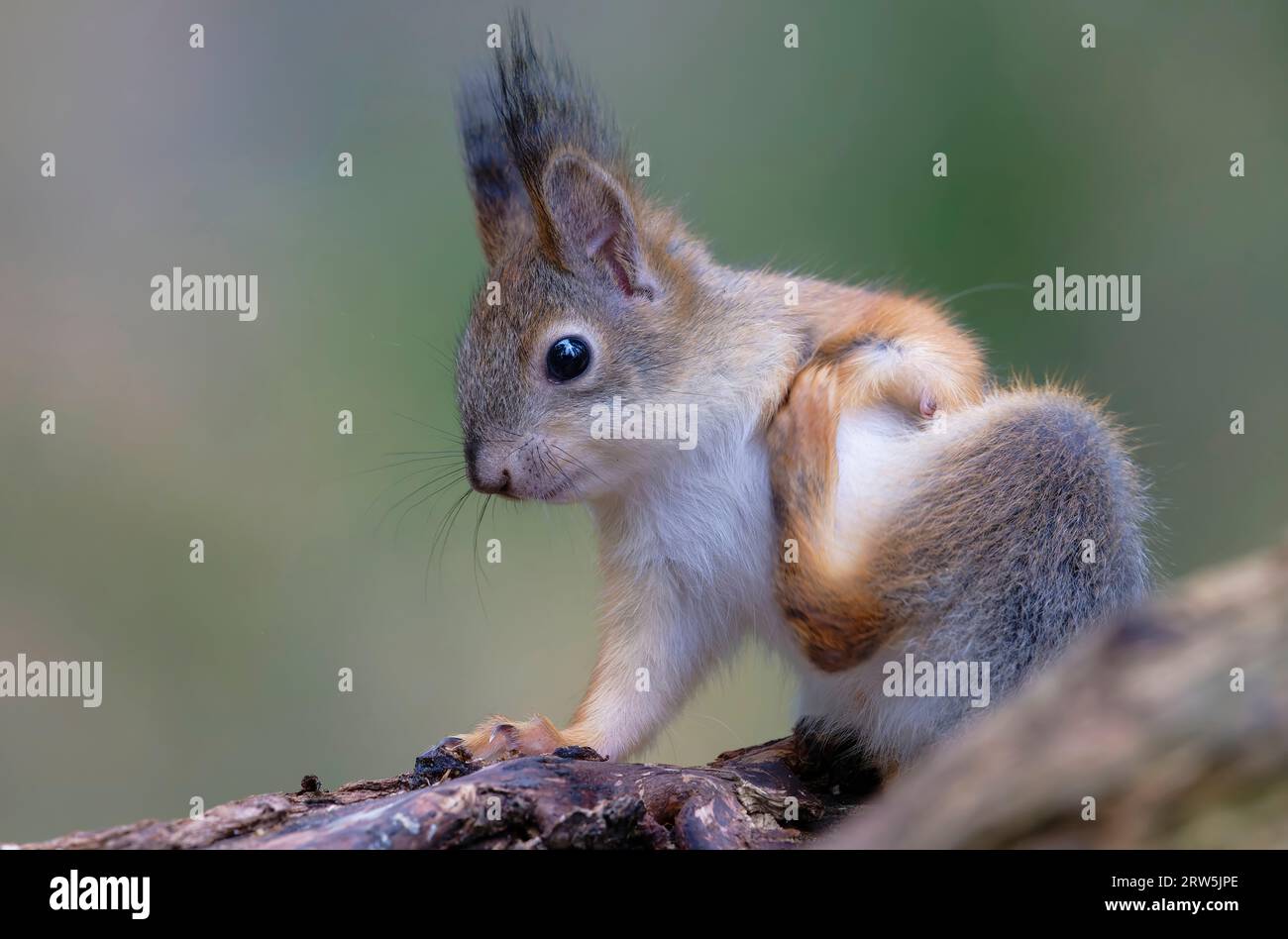 Squirrel (Sciurus vulgaris), standing on moss, Karelia, Finland Stock Photo
