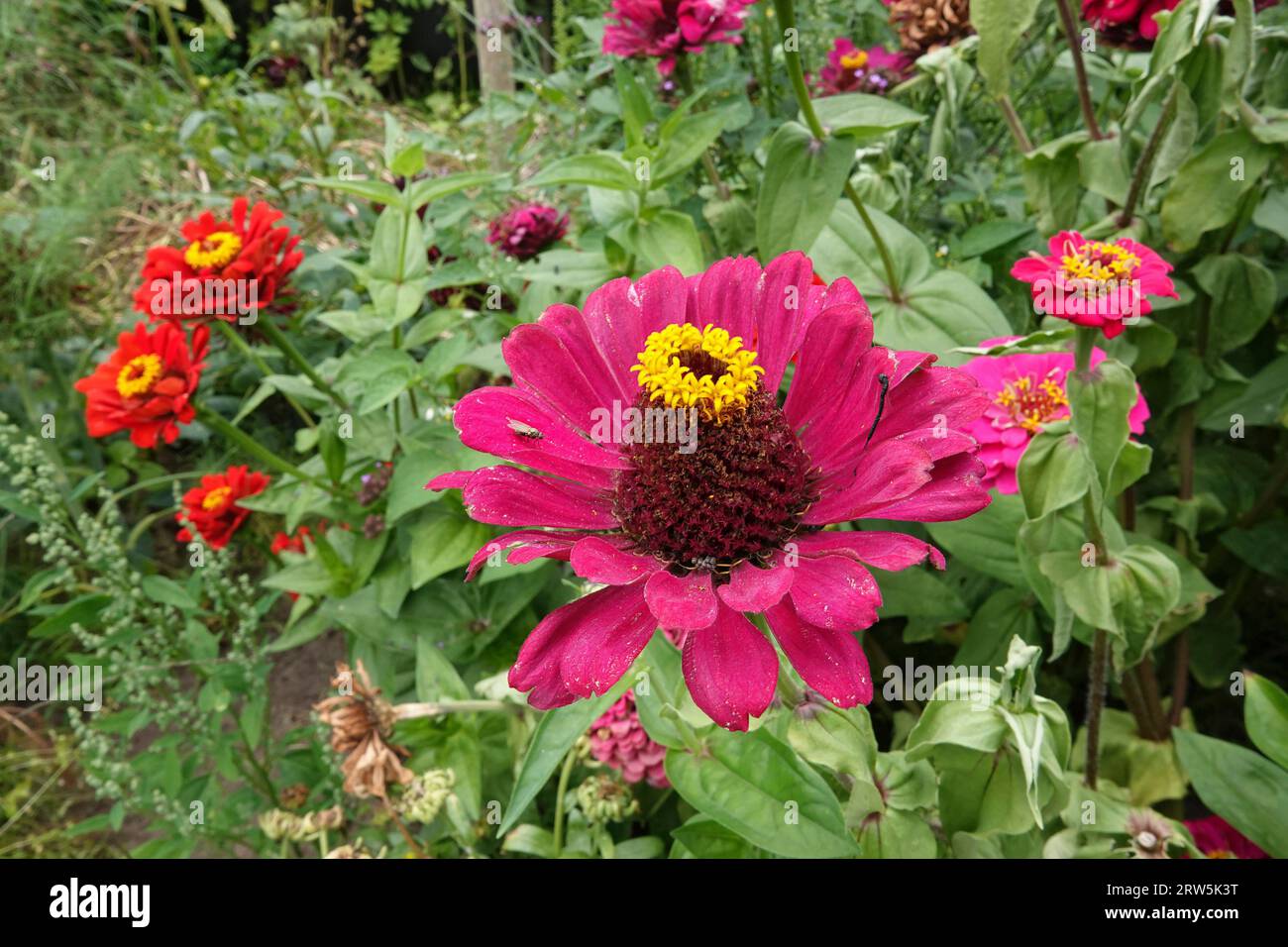 Colorful wide angle closeup on a brilliant purple flower of Zinnia elegans in the garden Stock Photo