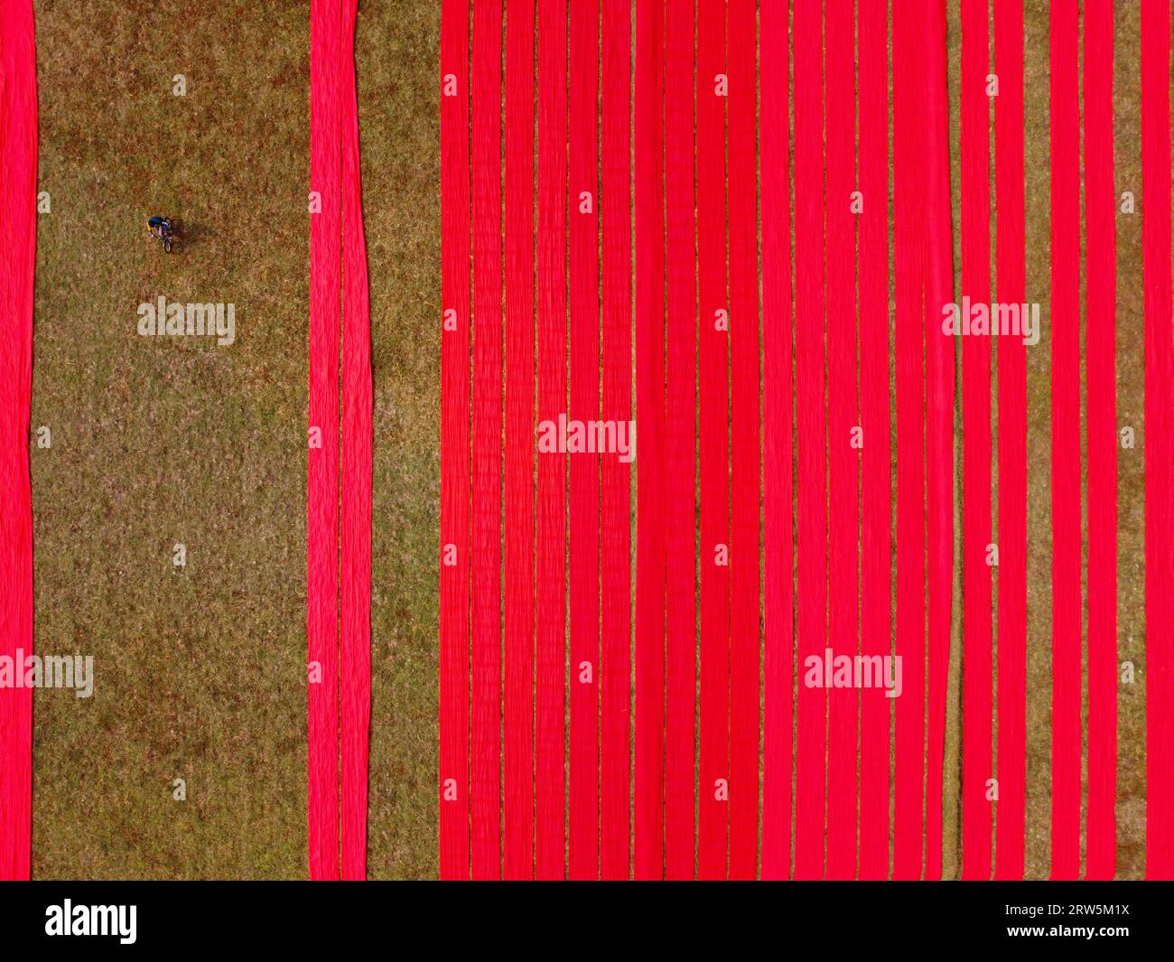 Narsingdi, Bangladesh. 17th Sep, 2023. Hundreds of meters of bright red fabrics are laid out in neat rows across a field in Narsingdi, Bangladesh. Known as 'Lal Shalu' to the locals, the long red cloths are set out to dry under the hot sun, having been dyed with bright red color. The use of sunlight to dry out the fabrics reduces production costs as it is cheaper and more sustainable. The eco-friendly drying method spans an area equal to 5 football fields and takes up to 6 hours to complete after being placed by workers at sunrise. Credit: Joy Saha/Alamy Live News Stock Photo
