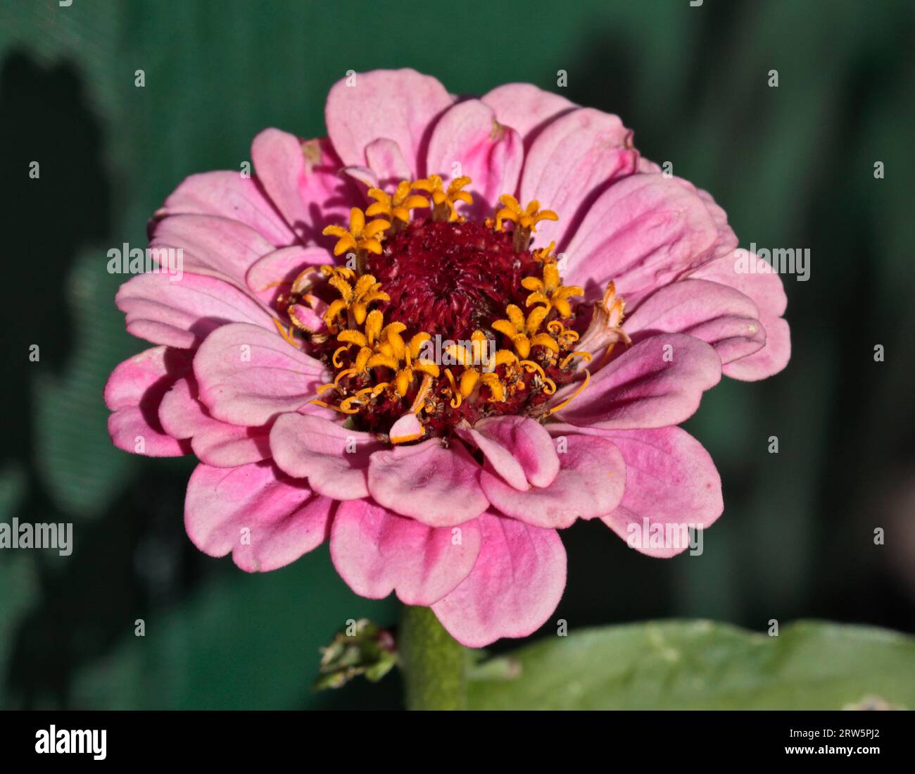 Pink Zinnia Molotov Stock Photo