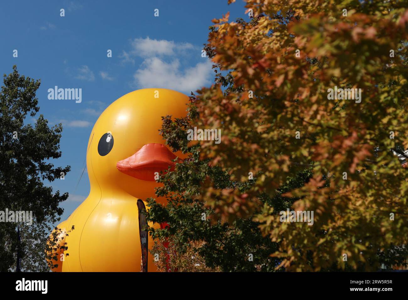 Toronto, Canada. 16th Sep, 2023. The world's largest rubber duck is on display during the annual Toronto waterfront festival at Queens Quay East in Toronto. (Photo by Ayush Chopra/SOPA Images/Sipa USA) Credit: Sipa USA/Alamy Live News Stock Photo