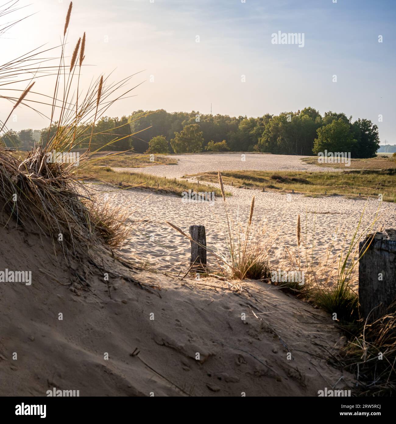 Enchanting Boberger Dünen sand dunes in Hamburg, where a sunlit path meanders among tranquil sand dunes, framed by slightly swaying dune grass and a d Stock Photo