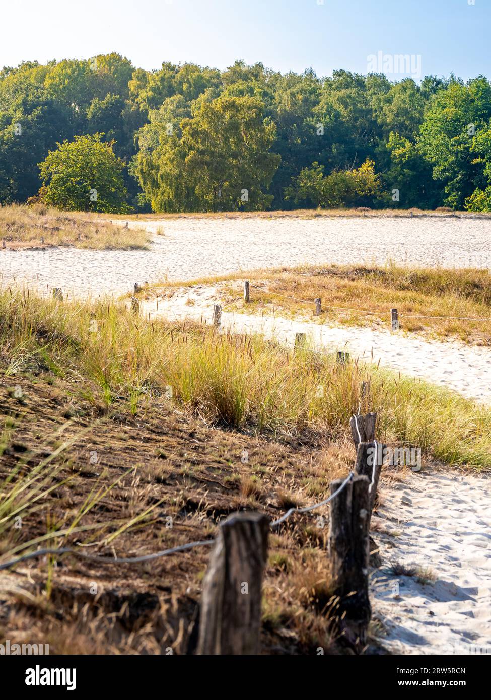 Step into the serene beauty of the Boberger Dünen nature reserve in Hamburg, where a path leads through the undulating sand dunes, framed by dune gras Stock Photo