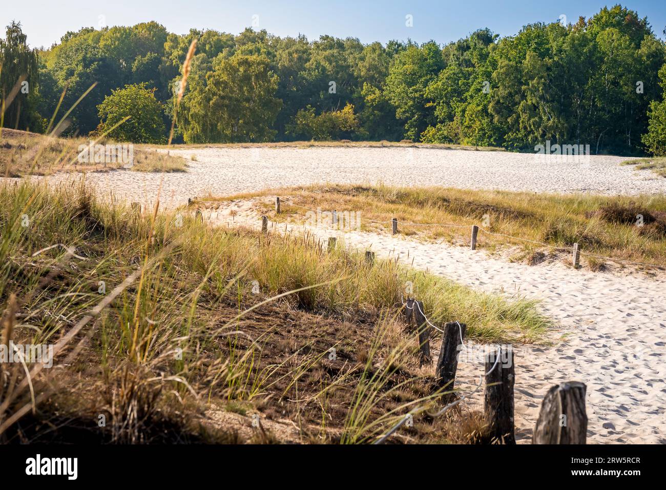 Walk through the picturesque sand dunes in Hamburg called Boberger Dünen, where a sandy path winds through sunlit dunes, surrounded by dune grass and Stock Photo