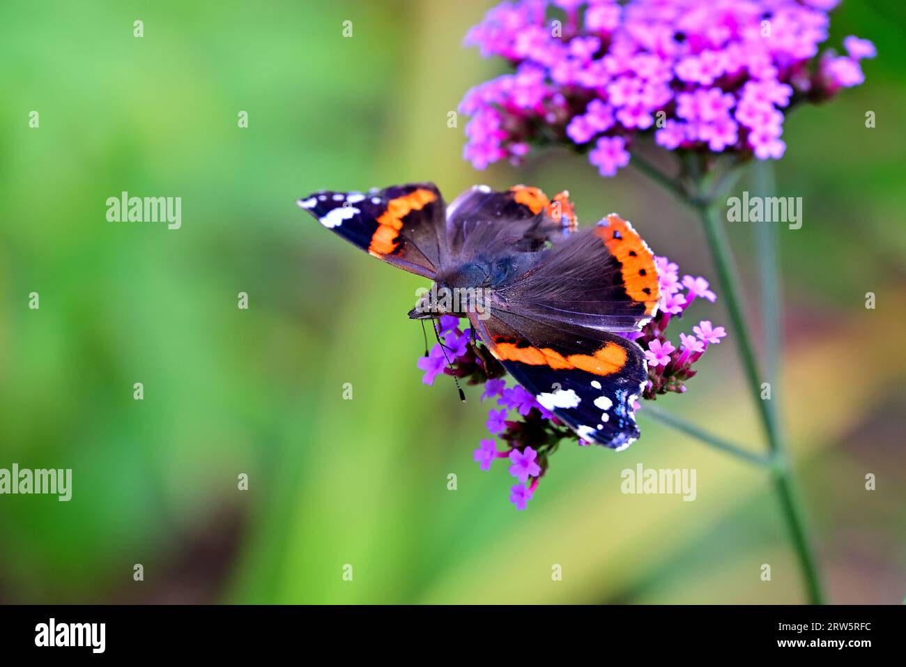 Around the UK - Red Admiral on a Verbena flower Stock Photo