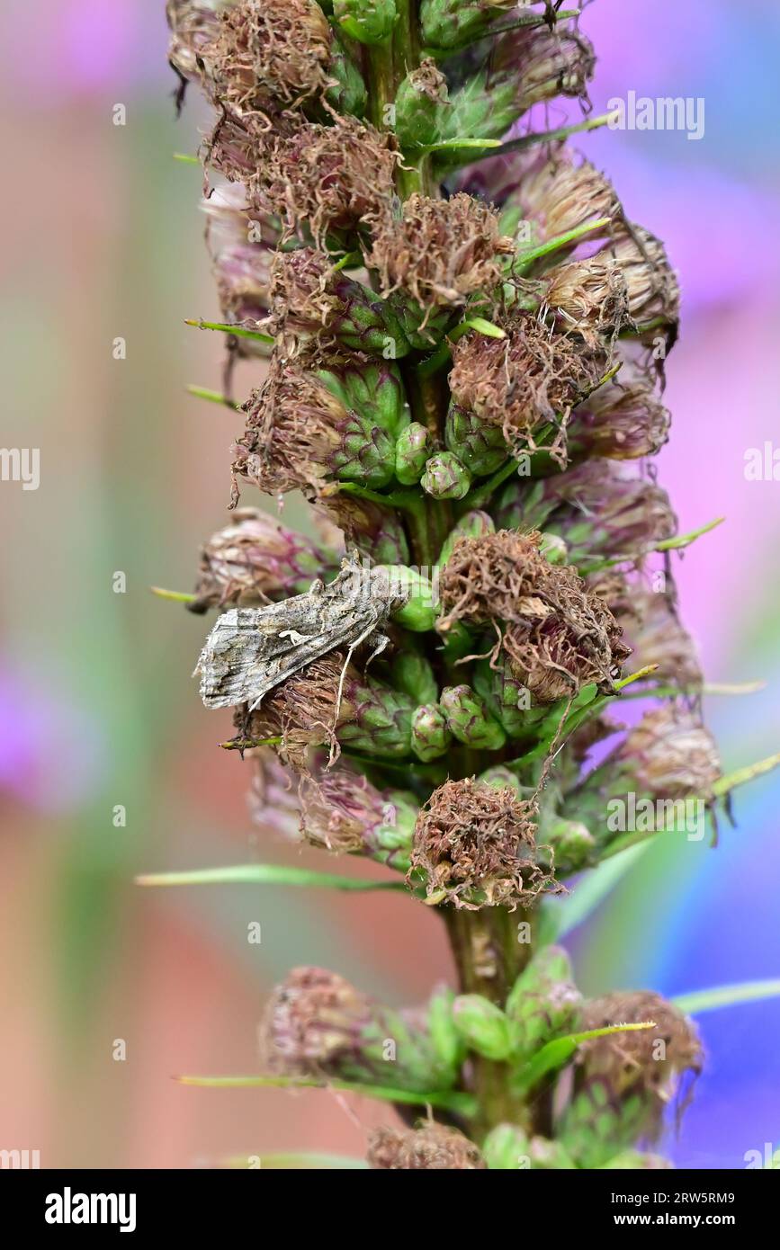 A Silver Y moth well camouflaged amongst the developing seeds Stock Photo