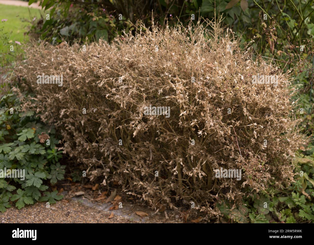 Box hedge suffering from box blight Stock Photo