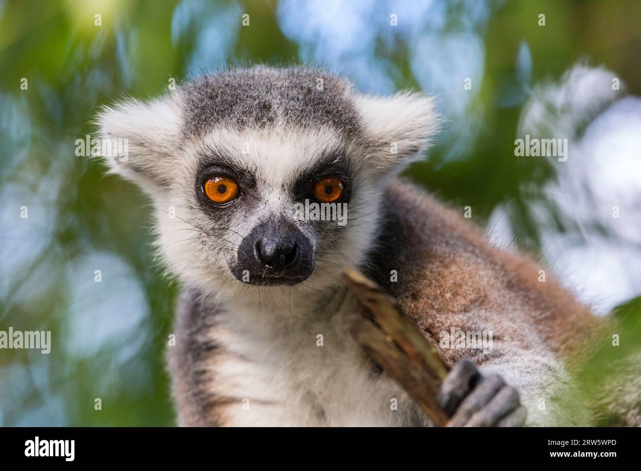 Ringtail Face Ring Tailed Lemur Face