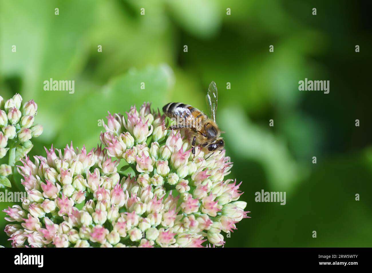 Western honey bee or European honey bee (Apis mellifera) on flowers of orpine (Hylotelephium telephium), family Crassulaceae. Dutch garden. Stock Photo
