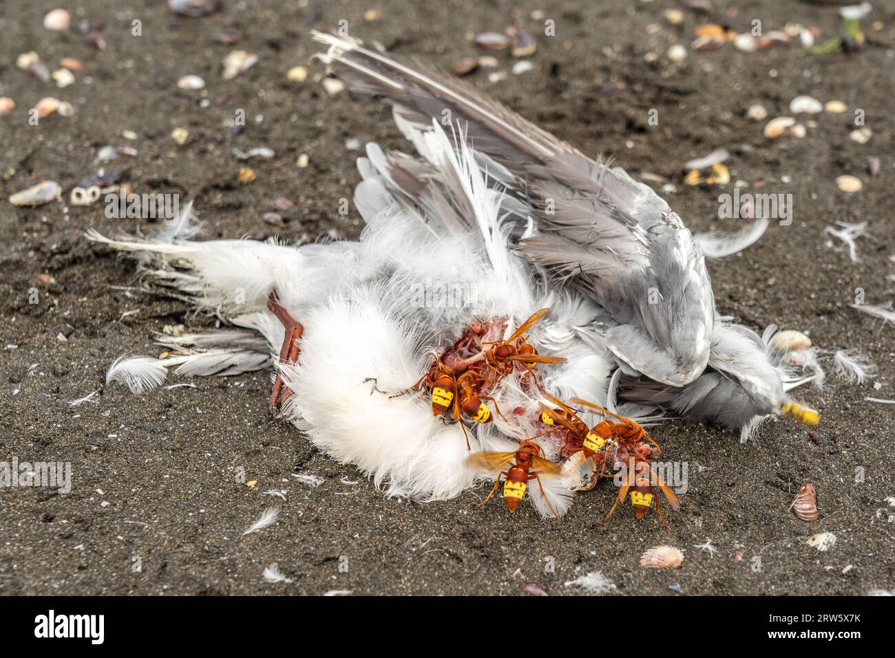 Eastern hornets eating a dead bird Stock Photo