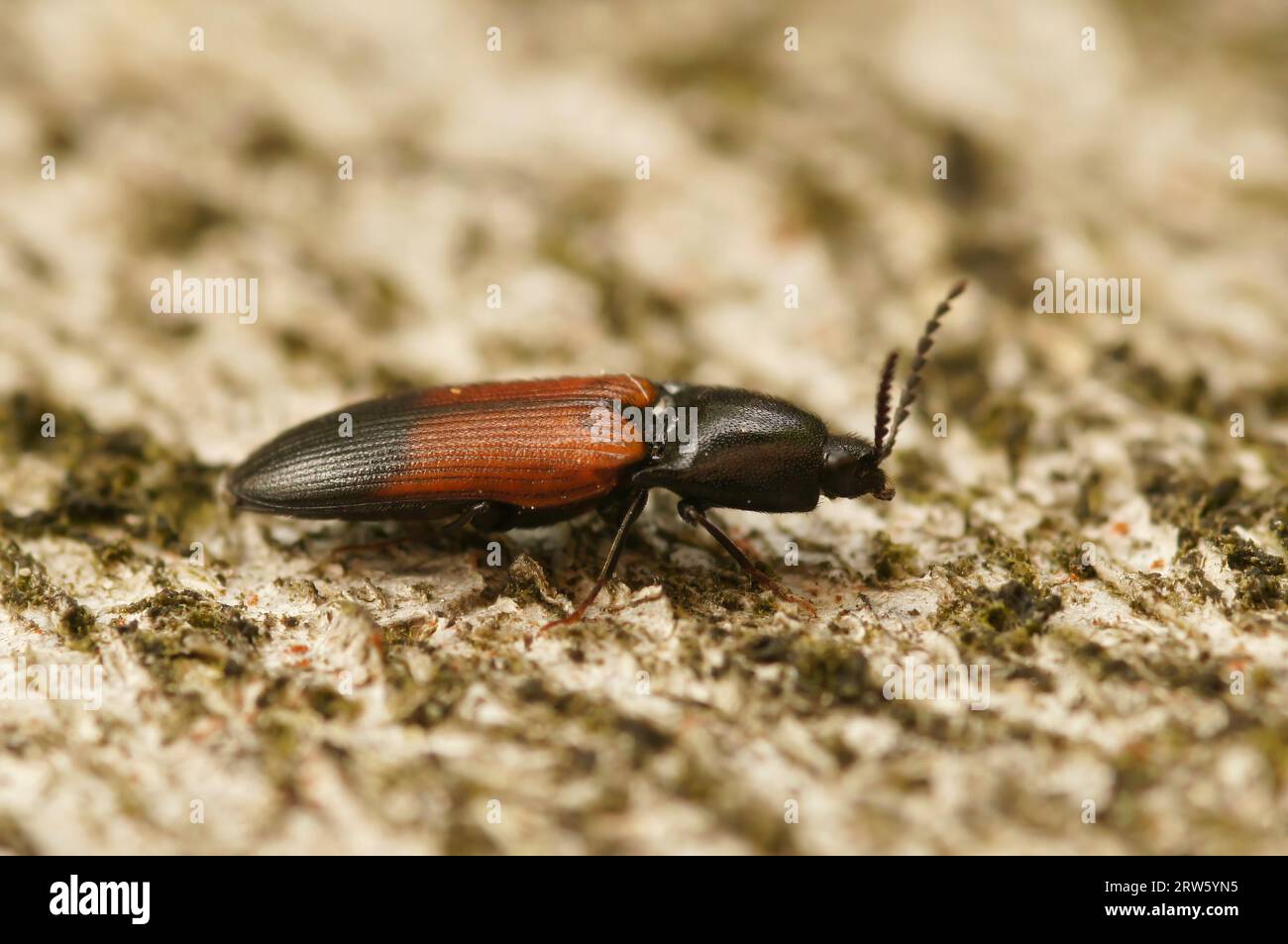 Detailed closeup on an attractive black and red European click beetle Ampedus balteatus Stock Photo