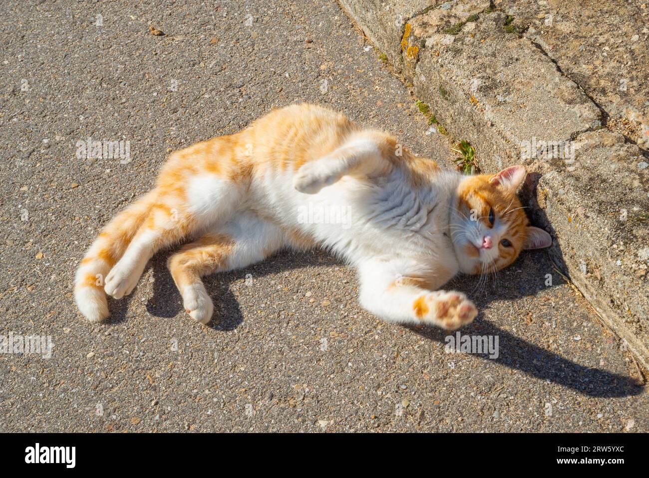 Tabby and white cat rolling around the ground Stock Photo Alamy