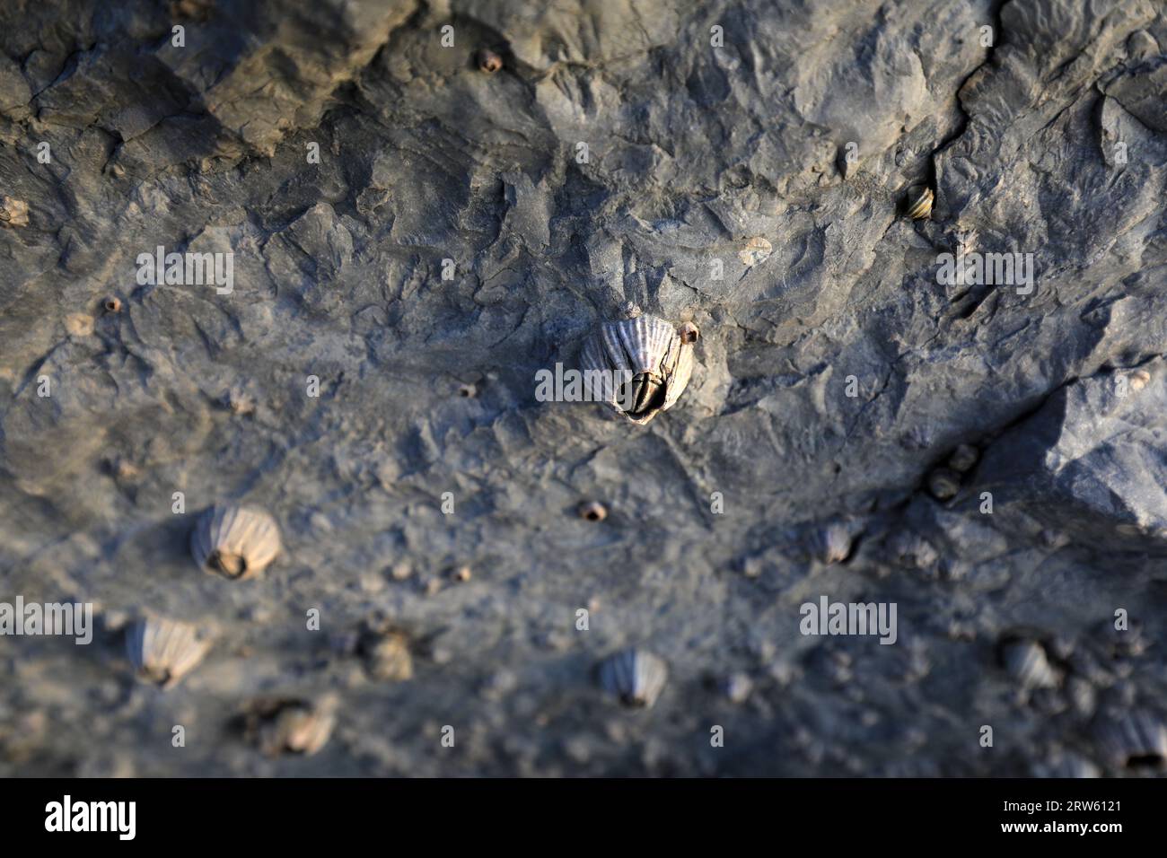 Barnacles grow on coastal rocks in North China Stock Photo Biology Diagrams