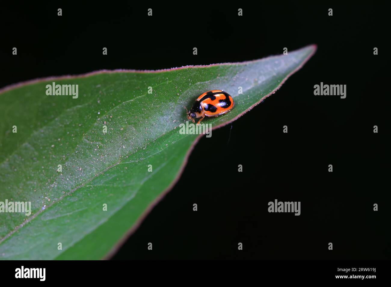 Ladybugs on wild plants, North China Stock Photo - Alamy