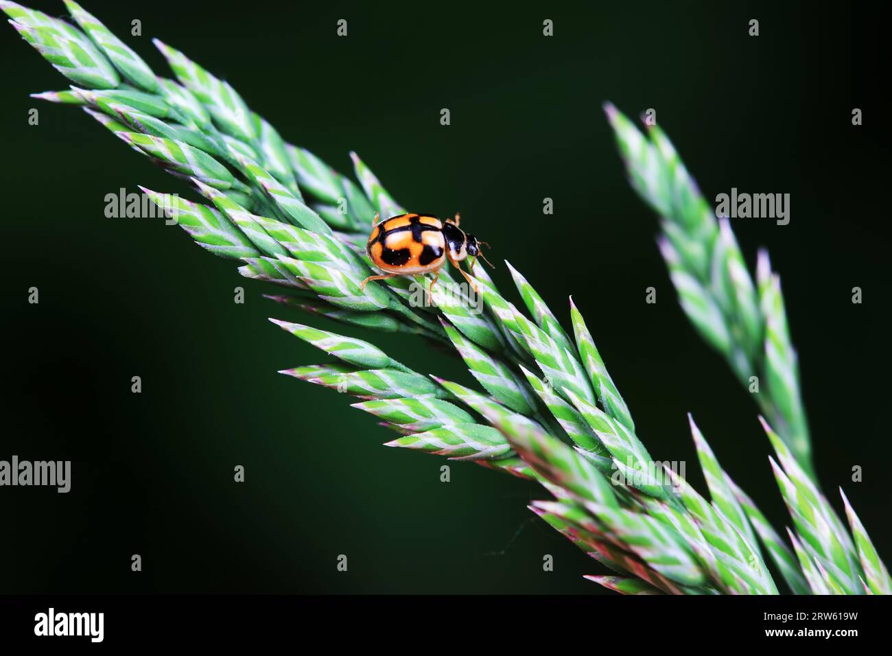 Ladybugs on wild plants, North China Stock Photo - Alamy