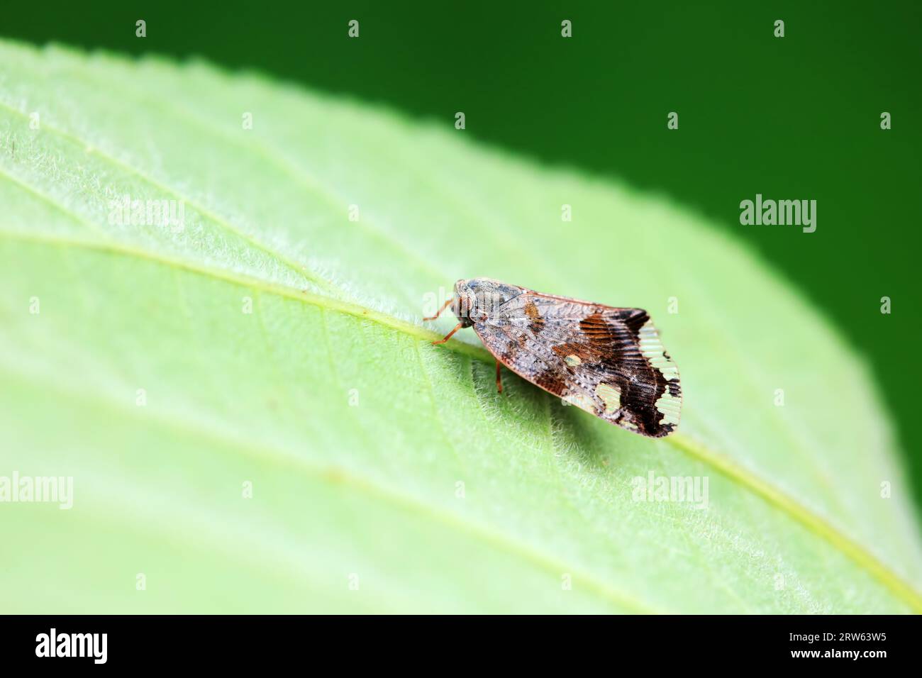 Hemiptera wax Cicadellidae insects on wild plants, North China Stock