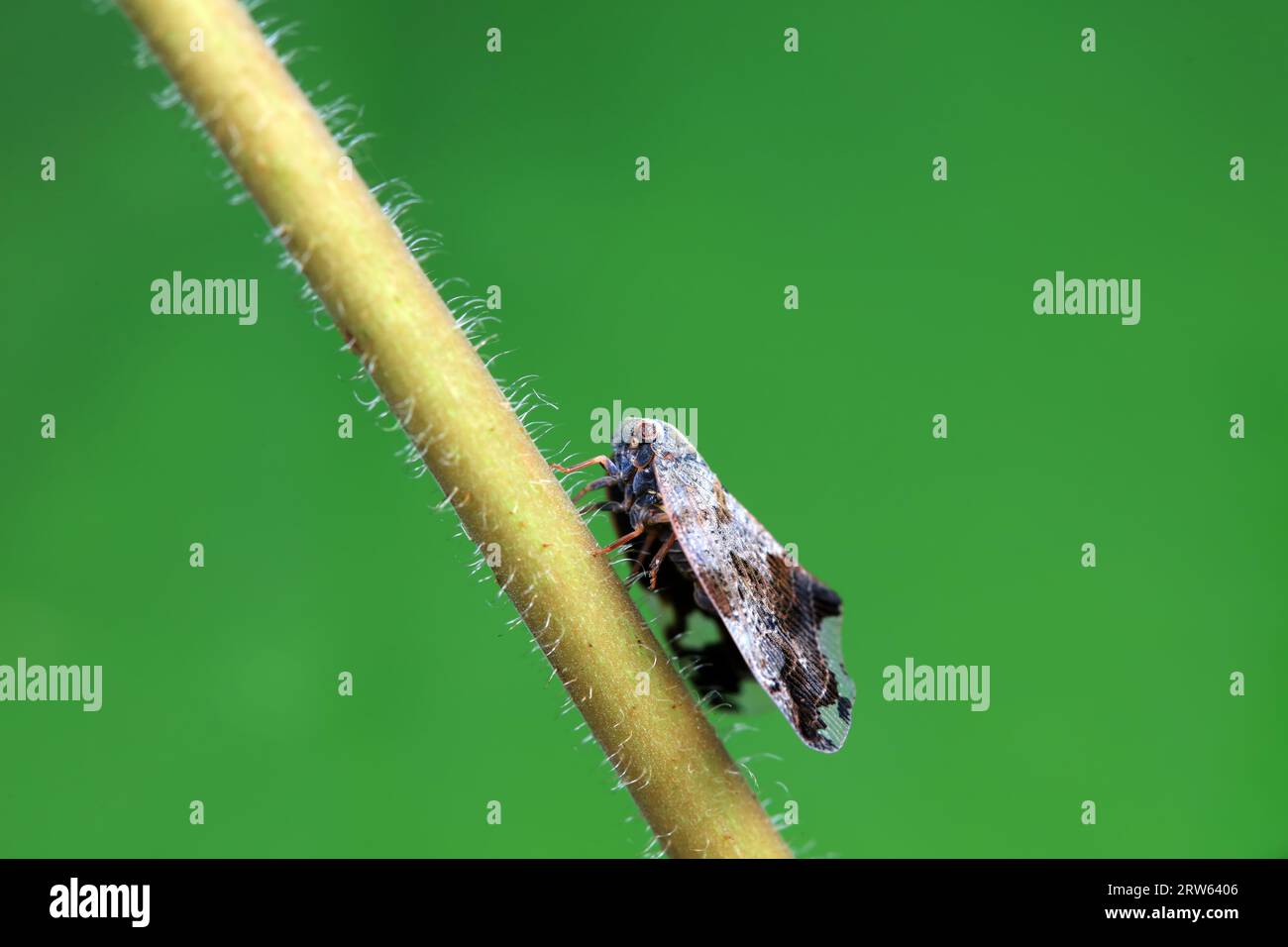 Hemiptera wax Cicadellidae insects on wild plants, North China Stock